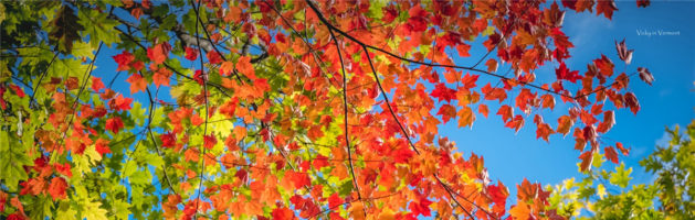 红叶季，探寻佛蒙特赏秋秘境
