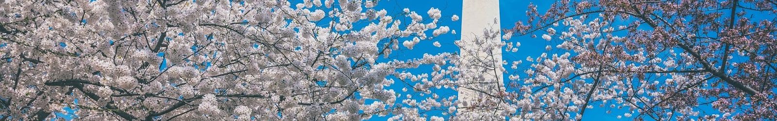 樱花季 – 华盛顿特区赏樱指南