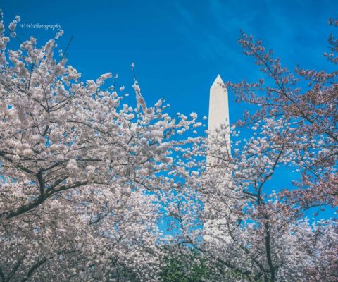 樱花季 – 华盛顿特区赏樱指南