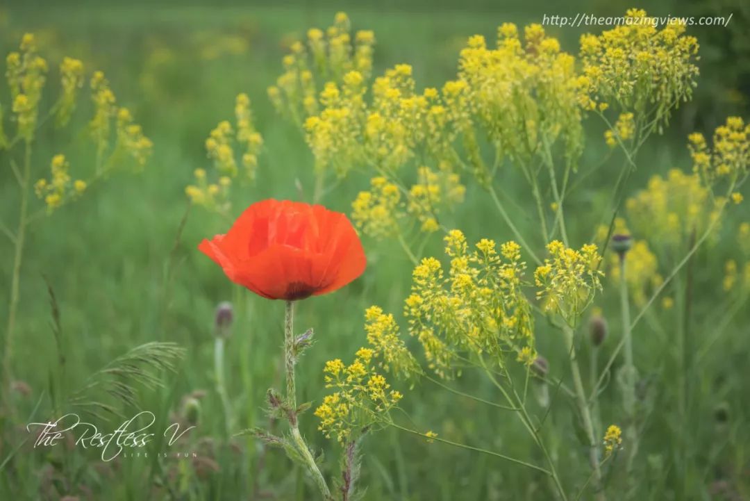 时令 · 我和虞美人有个约会