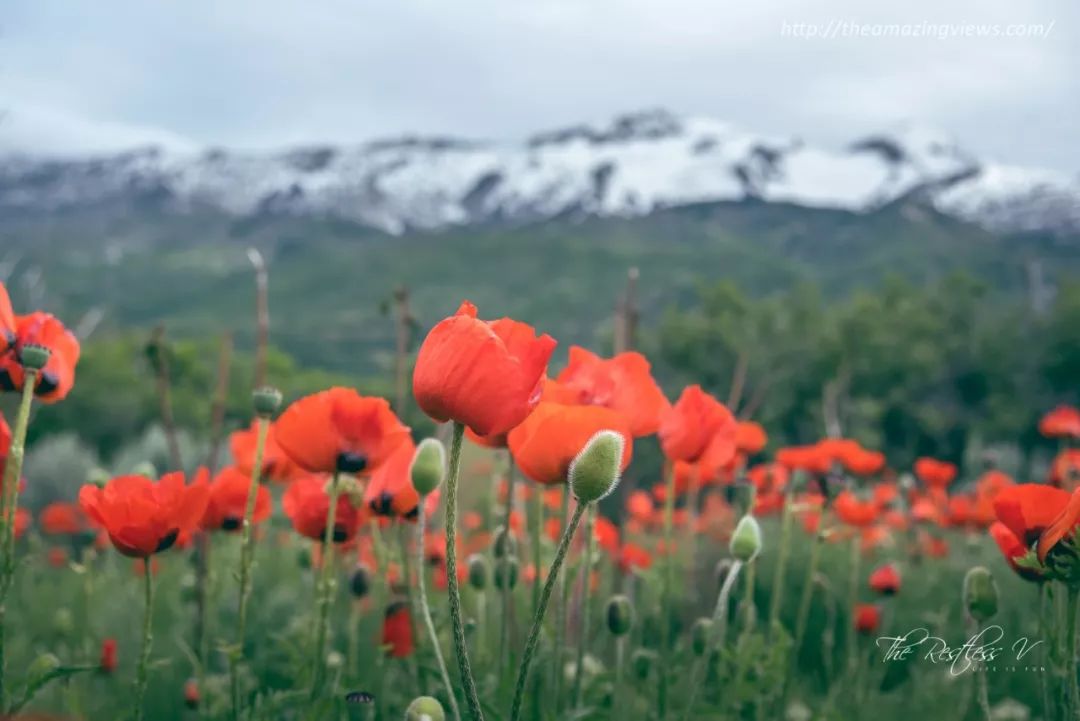 时令 · 我和虞美人有个约会