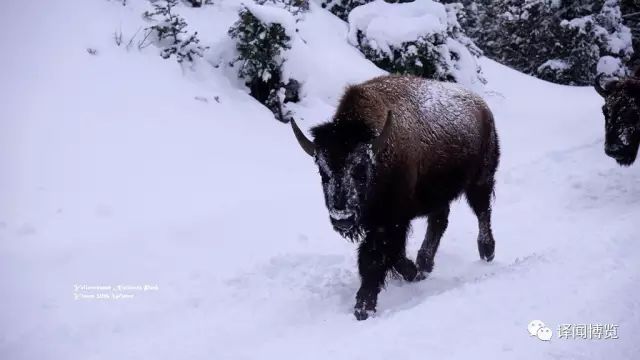 【黄石国家公园】观动物攻略：熊和狼的出没处（四次入园总结）