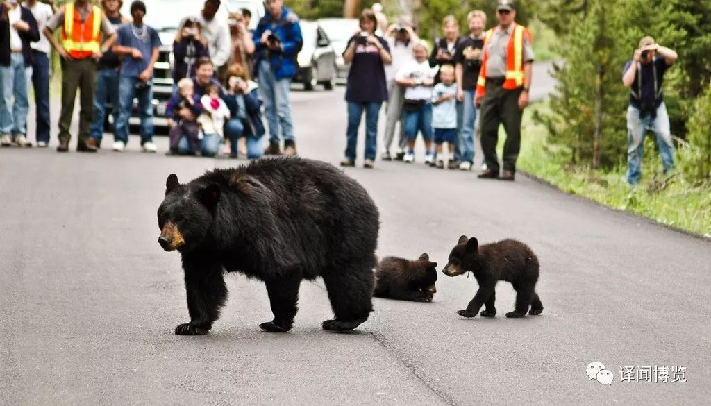 【黄石国家公园】观动物攻略：熊和狼的出没处（四次入园总结）