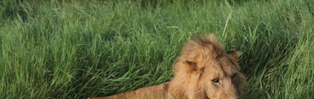 去东非草原看野生动物：坦桑尼亚Safari攻略游记