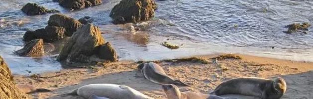 「加州一号公路之圣西蒙 San Simeon」偶遇一群海豹，邂逅一场日落